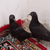 جفت جوجه پلاکی سیاه|پرنده|خورموج, |دیوار