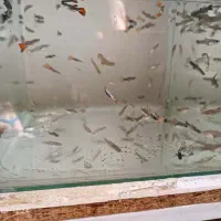 ماهی گوپی|ماهی|اهواز, کوی صادقیه|دیوار