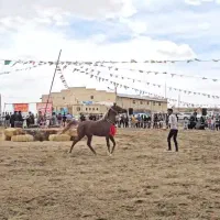 کره مادیون یکسرعرب|اسب و تجهیزات اسب‌سواری|یزد, |دیوار