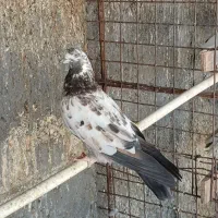 ماده|پرنده|ساوه, |دیوار