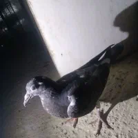 کبوتر
