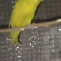 مرغ عشق بالغ