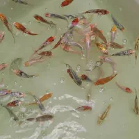 ماهی کوی رنگ های خاص|ماهی|شیراز, حافظیه|دیوار