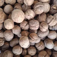 گردو بوانات