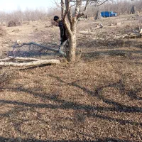 خریدار چوب وریشه|خدمات باغبانی و درختکاری|میاندوآب, |دیوار