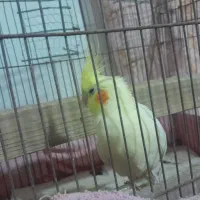 عروس هلندی|پرنده|اسفراین, |دیوار