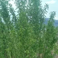 طبیعت گردی