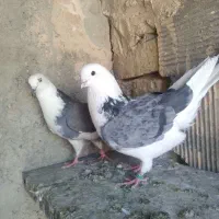 کبوتر شازده سبز ابلق تهرونی اصل