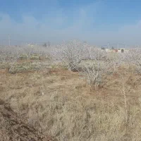 زمین-پسته-زار-حسین-آباد