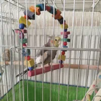 عروس هلندی گمشده با مژدگانی بالا