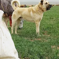 توله سگ سرابی نر۴ماهه