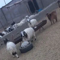 بره چاق کهره چاق بزچاق|حیوانات مزرعه|بافت, |دیوار