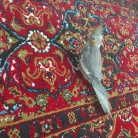 عروس هلندی|پرنده|شیراز, میانرود|دیوار