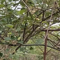 باغ-کیوی-18-هکتار-ی