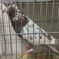 کبوتر|پرنده|رشت, دروازه لاکان|دیوار