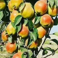 پیشفروش نهال گلابی درگزی