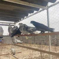 کبوتر اصیل|پرنده|ماهدشت, |دیوار