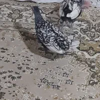 مرغ و خروس مینیاتوری|پرنده|اسلامشهر, ده عباس|دیوار