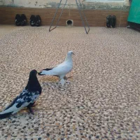 کبوتر|پرنده|مرودشت, ژیان|دیوار