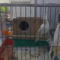 عروس هلندی|پرنده|مسجد سلیمان, |دیوار