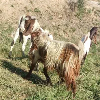 بز افغانی