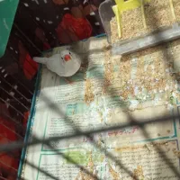 فنج ماده|پرنده|پاکدشت, پاکدشت (مامازند)|دیوار