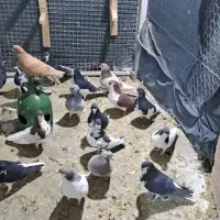 دسته شهری و بهبهونی