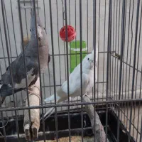 عروس هلندی .طوطی برزیلی ابی .مرغ عشق سبز|پرنده|نسیمشهر, |دیوار