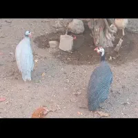 مرغ شاخدار|حیوانات مزرعه|کازرون, |دیوار