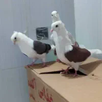 کبوتر|پرنده|بستان آباد, |دیوار