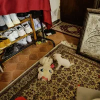 شی وا وا|سگ|شیراز, شهرک مهرگان|دیوار