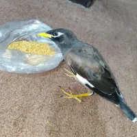 مینا همراه با قفس