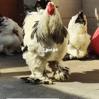 جوجه برهما لایت رومانی