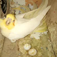 .جوجه لاری 200 باز شده زیر مرغ یک روزه|حیوانات مزرعه|مشهد, چاهشک|دیوار