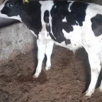 گاو صنعتی با گوساله ۳ ماهه