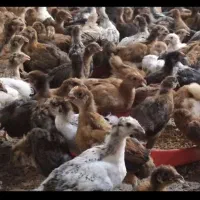 جوجه مرغ خروس محلی ۳۵ روزه