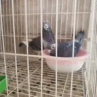 سراوان|پرنده|سراوان, |دیوار