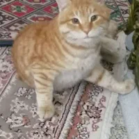 گربه  خانگی گمشده