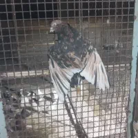 کفتر سو قدیم