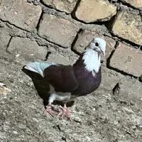 پرشی کار درست|پرنده|پیر بکران, |دیوار