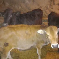 سه گوساله محلی یکی نر ودو ماده|حیوانات مزرعه|حسین آباد, |دیوار