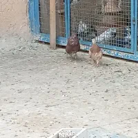 نر و ماده عالی همه چی تموم|پرنده|پاکدشت, حصار امیر|دیوار