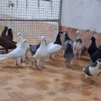 دسته 16تایی هوایی