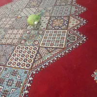 طوطی منگلو سخنگو سبز ماده