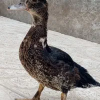 اردک شوروی