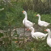 انواع قو غاز|حیوانات مزرعه|سیاهکل, |دیوار