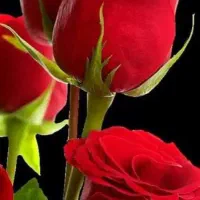 0912.253.0060|سیم‌کارت|قم, علی آباد سعدگان|دیوار