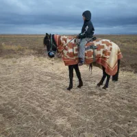 کره نریون یورقه از نسل سرباز