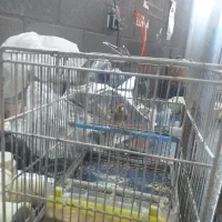 با سلام دو عدد سهره قناری بفروش میرسد|پرنده|چهاردانگه (تهران), |دیوار