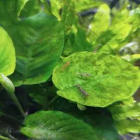 شریمپ|ماهی|شیراز, منطقه هوایی شهید دوران|دیوار